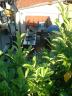 DSCF0017.JPG
